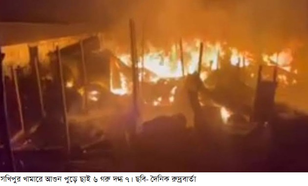 খামারে আগুন পুড়ে ছাই ৬ গরু দগ্ধ ৭