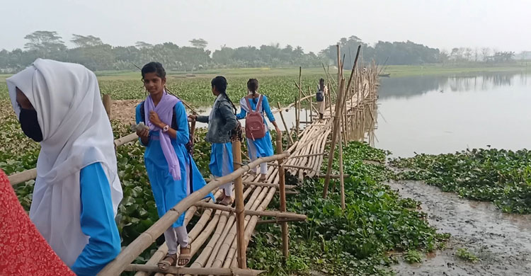 জাজিরার ফেদুল্লা বেপারীকান্দি নদীতে সেতু নেই, ঝুঁকি নিয়ে ৩০০ মিটার বাঁশের সাঁকো পারাপার