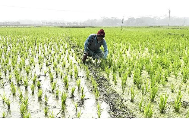 শরীয়তপুরে বোরো আবাদ প্রায় শেষ পর্যায়ে, লক্ষ্যমাত্রা ছাড়িয়ে ফলনের আশা