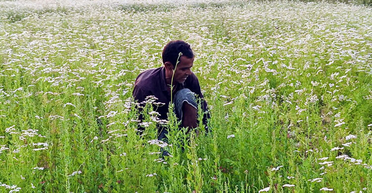 ধনিয়ার সৌরভে সমৃদ্ধির স্বপ্ন শরীয়তপুরের কৃষকদের