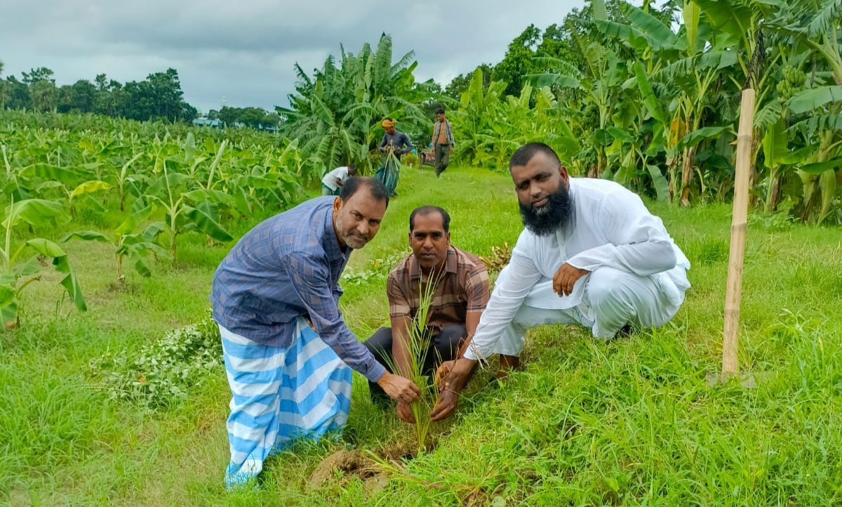 জেলা প্রশাসকের নির্দেশনায় শিবচরে ২৫ হাজার গাছের চারা রোপণ