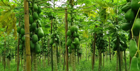 ভালো উৎপাদনেও ন্যায্য দাম না পেয়ে লোকসানে শরীয়তপুরের পেঁপে চাষিরা, সমাধানে এগোচ্ছে কৃষি বিভাগ