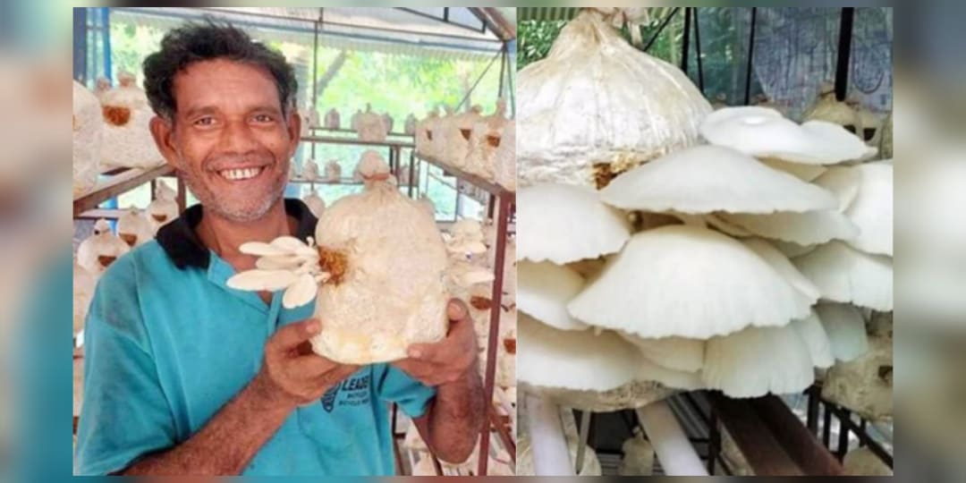তরুণ উদ্যোক্তা অসিত বসু’র মাশরুম চাষের সাফল্যের গল্প