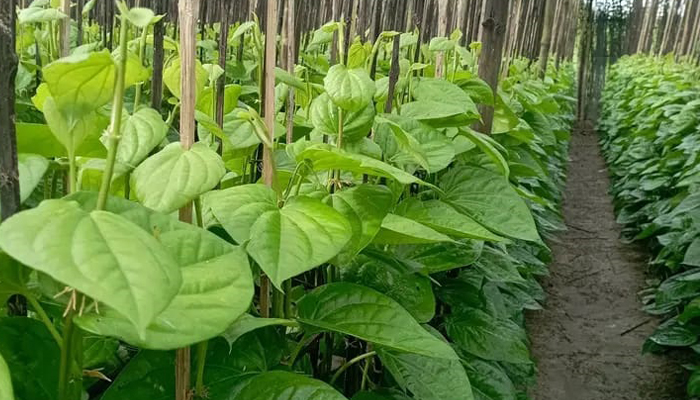 শরীয়তপুরে লোকসানে নাজেহাল পান চাষিরা, প্রণোদনার দাবি