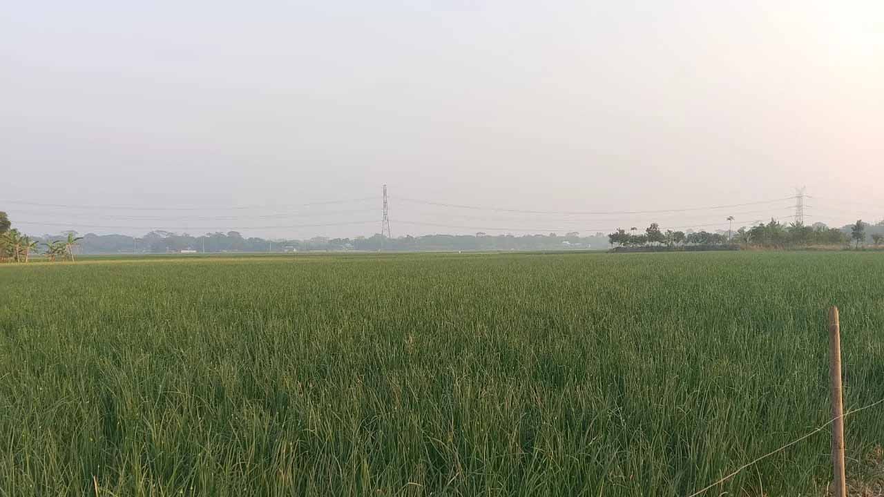 শরীয়তপুরে লক্ষ্যমাত্রার চেয়ে বেশি পেঁয়াজ চাষ: বাজারে স্বস্তি, দুশ্চিন্তায় কৃষক