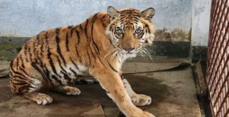 ‎সুন্দরবনে ফাঁদে আটক সেই বাঘিনী সুস্থ হয়ে অবমুক্তির অপেক্ষায়