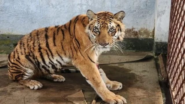 ‎সুন্দরবনে ফাঁদে আটক সেই বাঘিনী সুস্থ হয়ে অবমুক্তির অপেক্ষায়