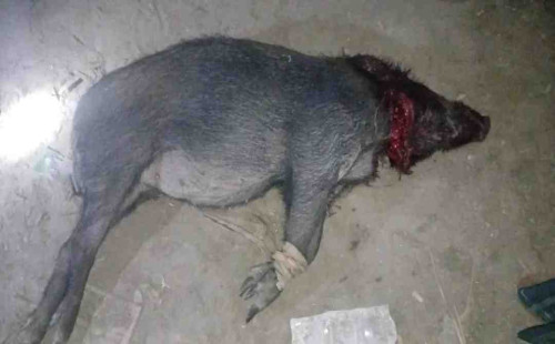 ‎মোংলায় সুন্দরবনের বন্য শুকর জবাই করে পাচারকলে উদ্ধার করেছে এলাকাবাসী