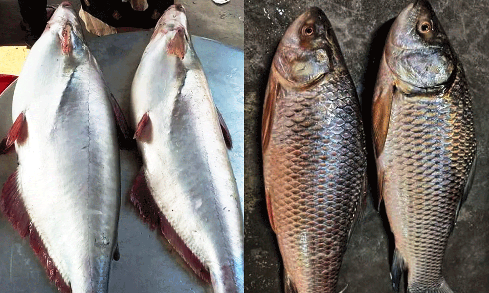 বাণিজ্যিক পুকুরের মাছেও মাইক্রোপ্লাস্টিক, পাঙ্গাশ ও রুইয়ে শনাক্তের হার সবচেয়ে বেশি