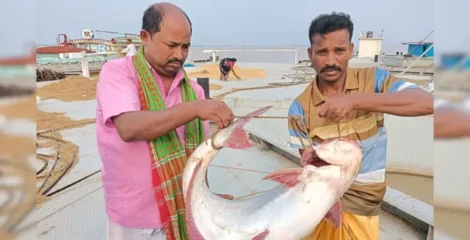 পদ্মায় ১৭ কেজির পাঙাশ, নিলামে ৩৭ হাজার ৪০০ টাকা