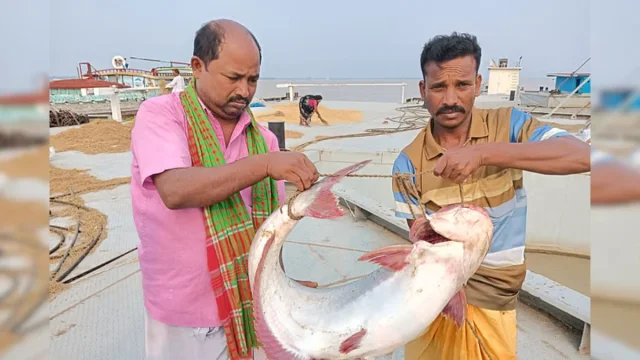 পদ্মায় ১৭ কেজির পাঙাশ, নিলামে ৩৭ হাজার ৪০০ টাকা