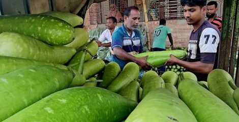 পঞ্চগড়ে এক টাকায় চার পিস লাউ, ক্ষতির মুখে চাষিরা বাগান কেটে ফেলছেন