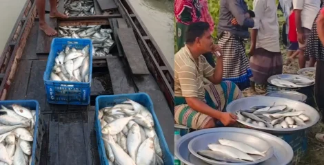 নিষেধাজ্ঞার মধ্যেই জাজিরার পদ্মাপাড়ে প্রকাশ্যে মা ইলিশ বিক্রি