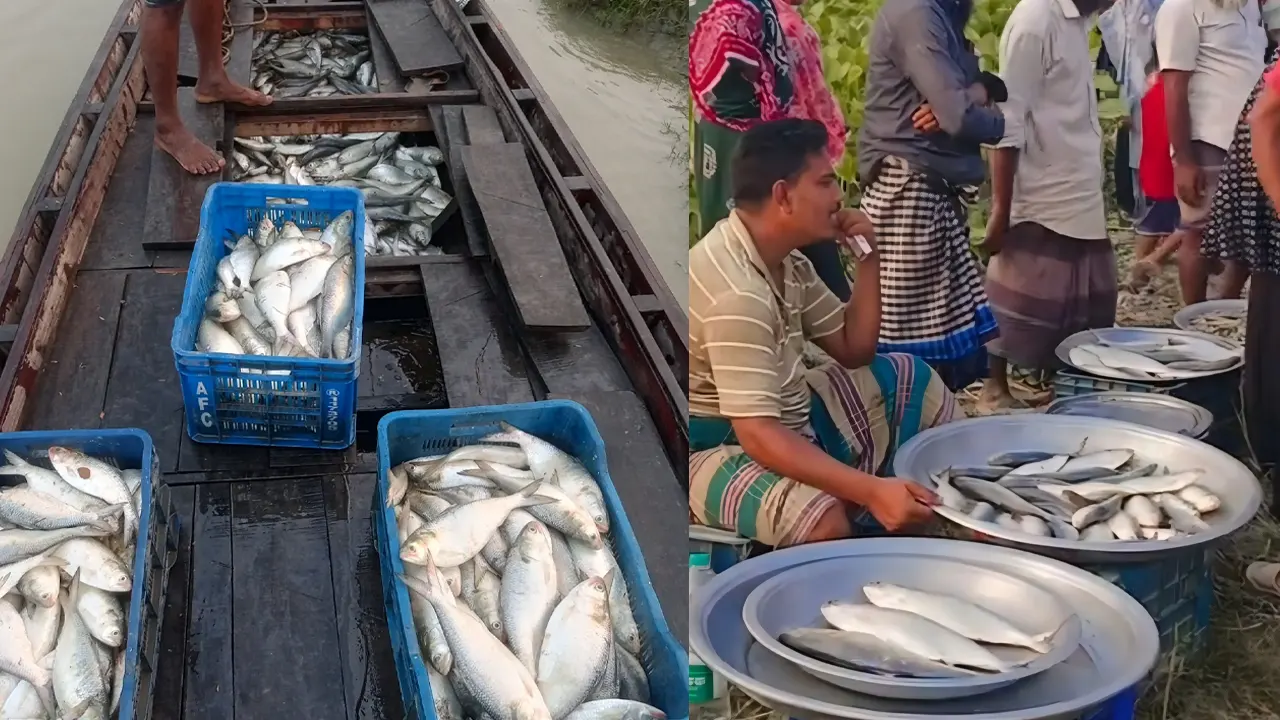 নিষেধাজ্ঞার মধ্যেই জাজিরার পদ্মাপাড়ে প্রকাশ্যে মা ইলিশ বিক্রি